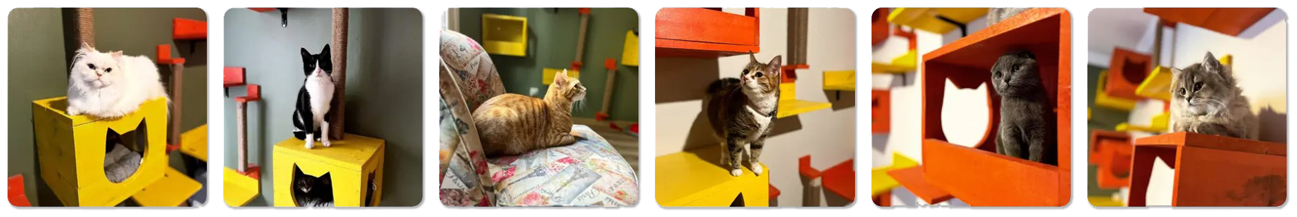 kedi oteli
